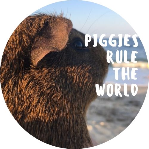 Piggies Rule The World